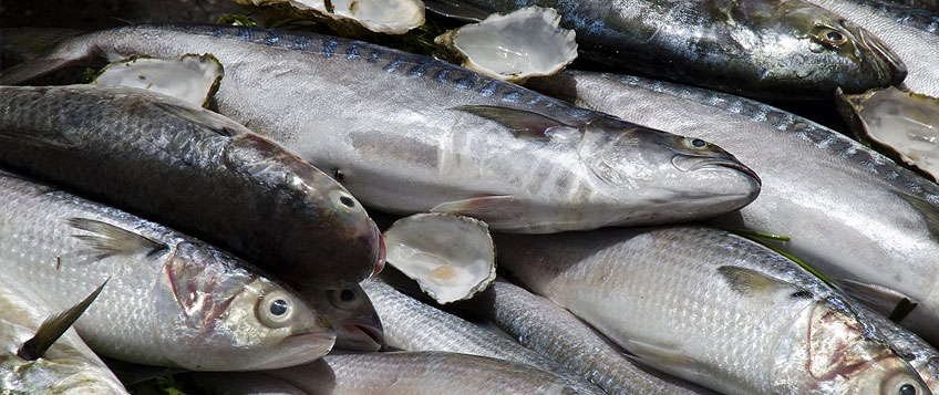 冻鱼入口流程和手续？？？？